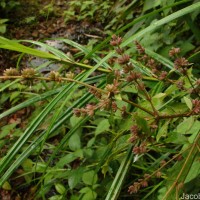 Pogostemon heyneanus Benth.